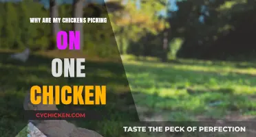 Understanding Chicken Bullying: Why Your Flock Targets One Bird