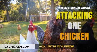 Understanding Sudden Chicken Aggression: Why is One Flock Member Targeted?