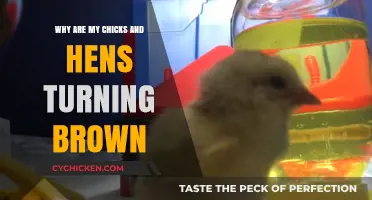 Why Are My Chicks and Hens Turning Brown? Causes and Solutions