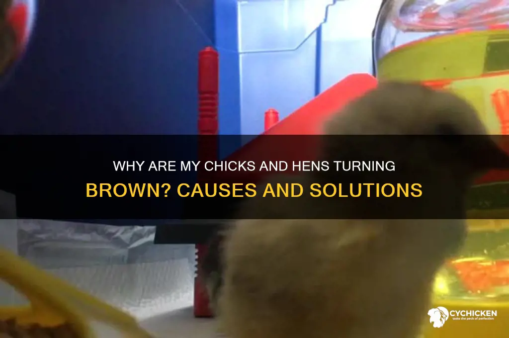 why are my chicks and hens turning brown