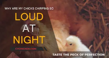 Chicks Chirping Loudly at Night: What's the Reason?