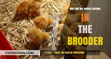 Why Chicks Dig in Brooders: Understanding Their Natural Behavior