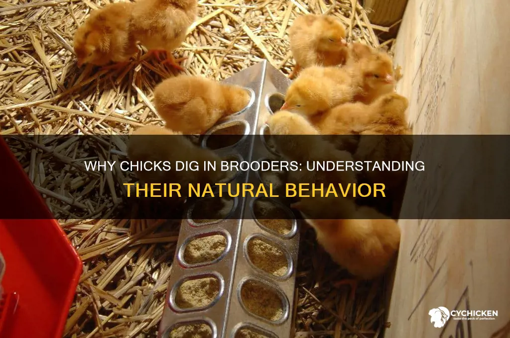 why are my chicks digging in the brooder