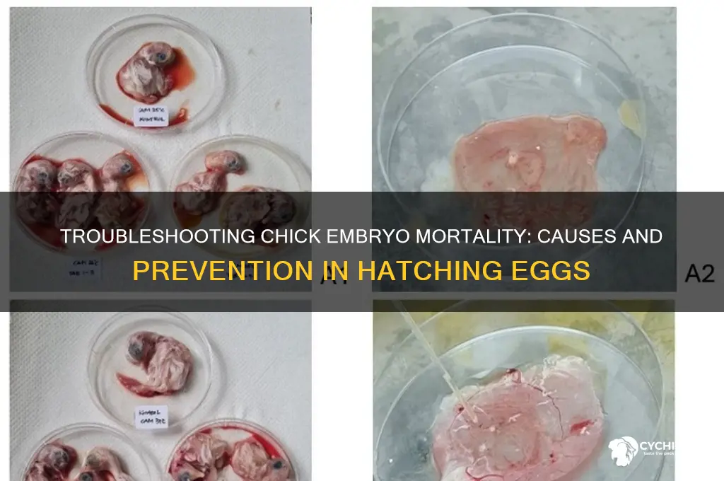 why are my chicks dying in the shell