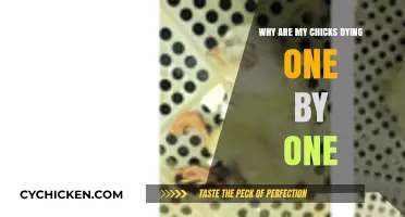 Troubleshooting Chick Mortality: Understanding Why Your Chicks Are Dying One by One