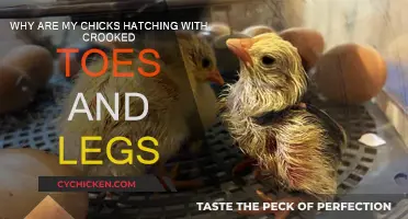 Hatching Chicks: Crooked Toes and Legs, Why?