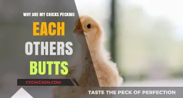 Chick Butt Pecking: Causes and Solutions for Healthy Flock Behavior