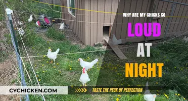Why Are My Chicks So Loud at Night? Understanding Nocturnal Noises