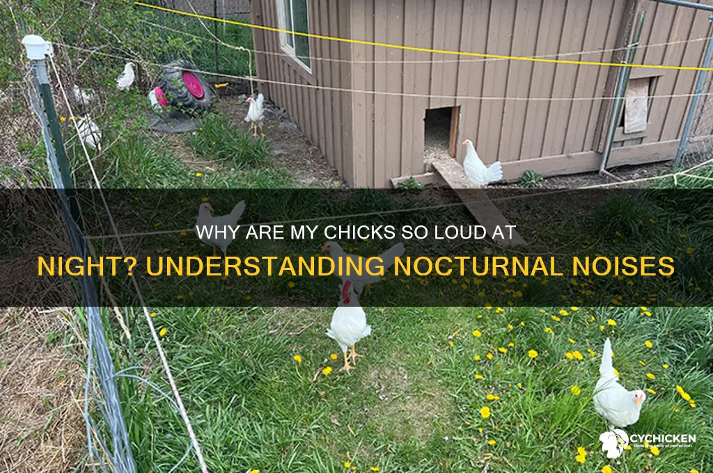 why are my chicks so loud at night