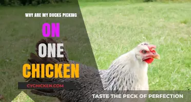Why Ducks Bully Chickens: Understanding Flock Dynamics and Solutions