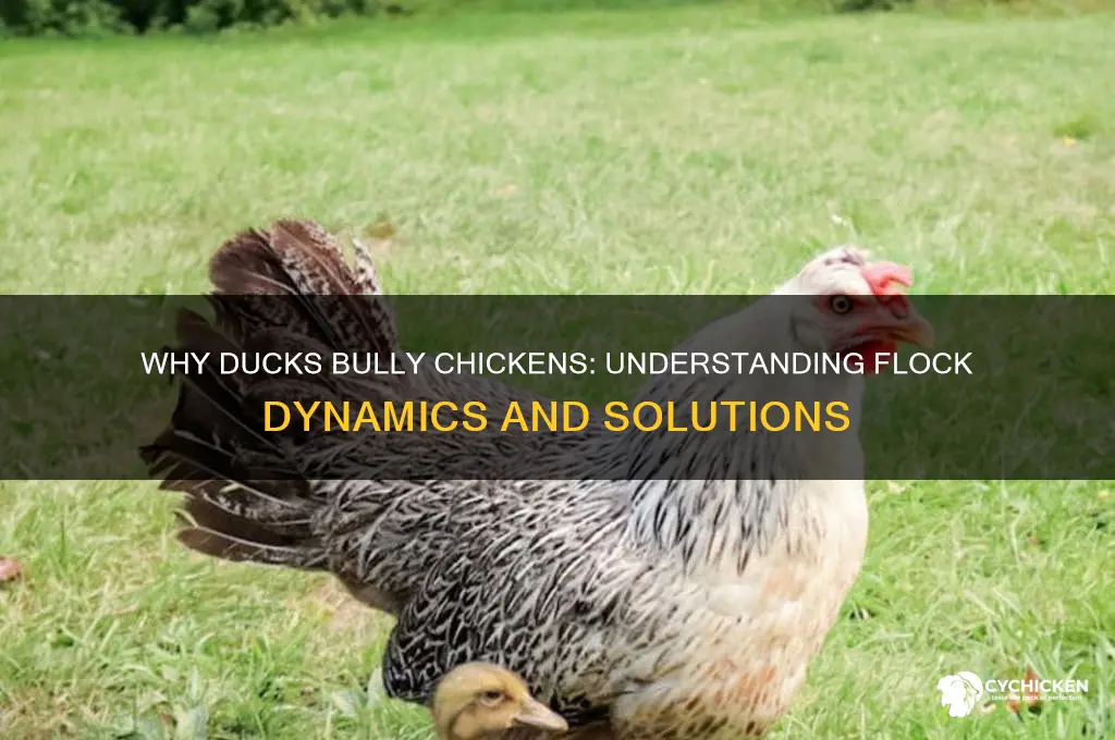 why are my ducks picking on one chicken