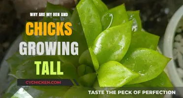 Why Hen and Chicks Stretch Upward: Causes and Solutions