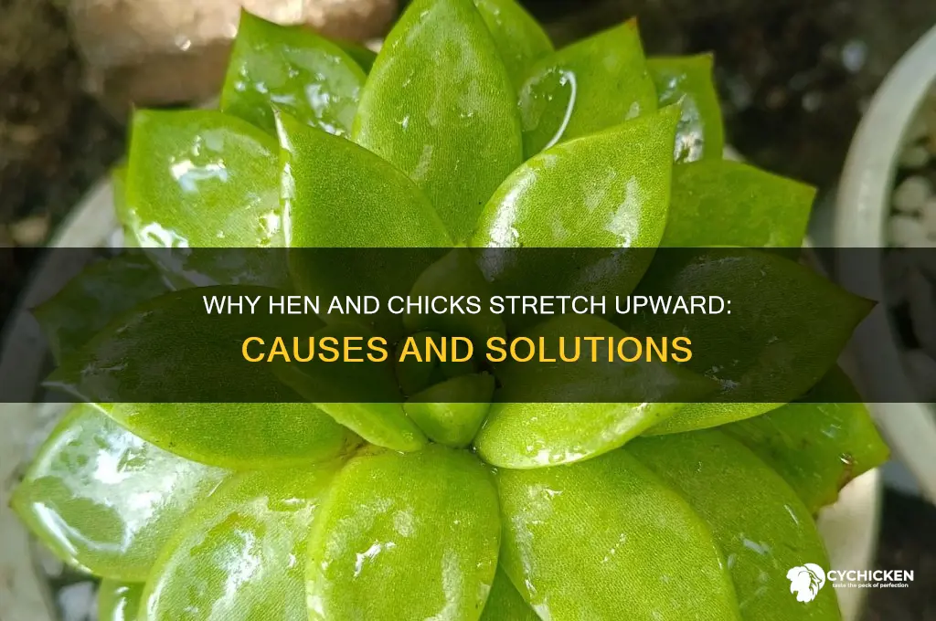 why are my hen and chicks growing tall