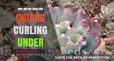 Hens and Chicks Curling Under: Causes and Solutions for Healthy Plants