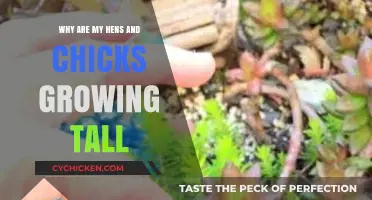 Why Hens and Chicks Stretch Tall: Causes and Solutions