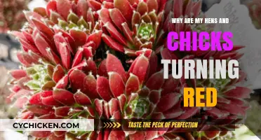 Why Hens and Chicks Turn Red: Causes and Solutions