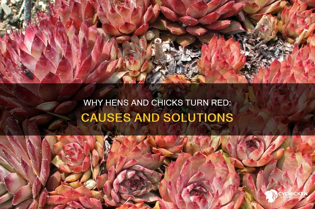 why are my hens and chicks turning red