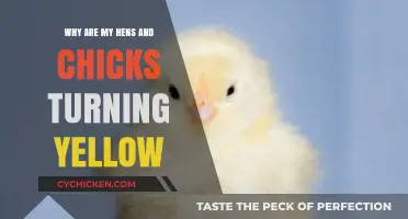 Why Are My Hens and Chicks Turning Yellow? Causes and Solutions