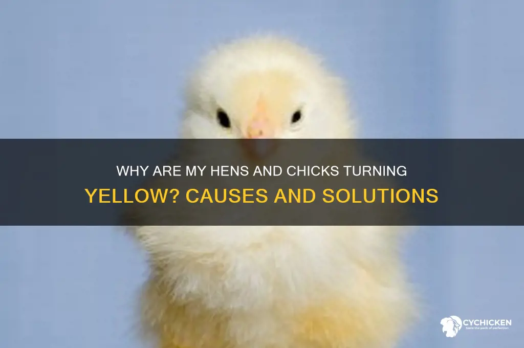 why are my hens and chicks turning yellow