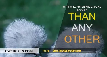 Silkies: Why Are My Chicks Bigger?