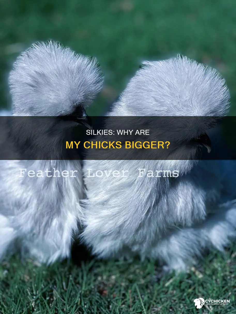 why are my silkie chicks bigger than any other
