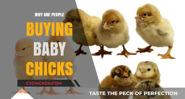 Why Baby Chicks Are Becoming Popular Pets and Farm Additions