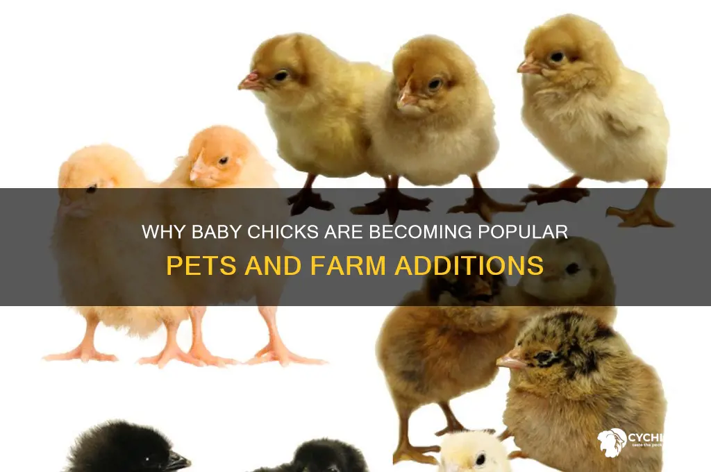 why are people buying baby chicks