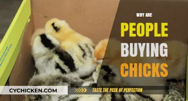 The Rising Trend of Chick Purchases: Reasons and Insights