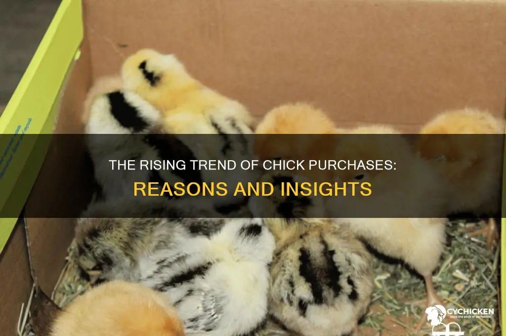 why are people buying chicks