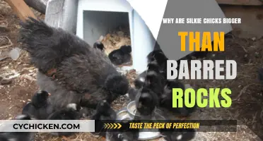 Why Silkie Chicks Outgrow Barred Rocks: Uncovering the Size Difference