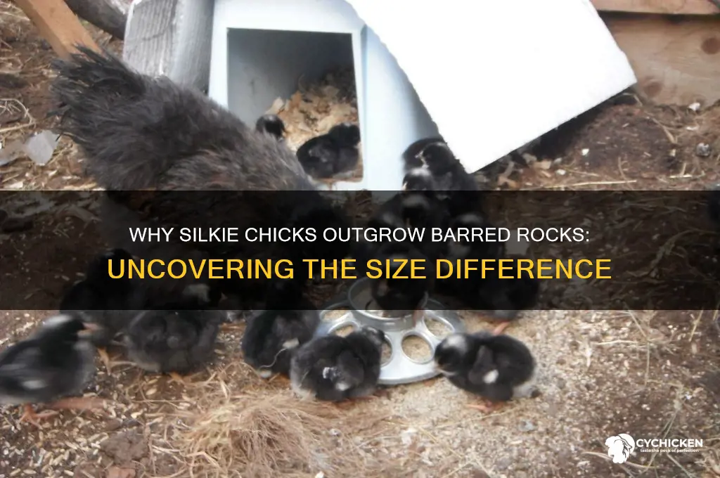 why are silkie chicks bigger than barred rocks