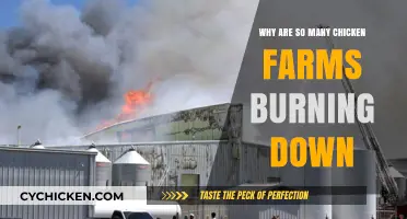 Alarming Trend: Frequent Fires Ravaging Chicken Farms Nationwide - Why?