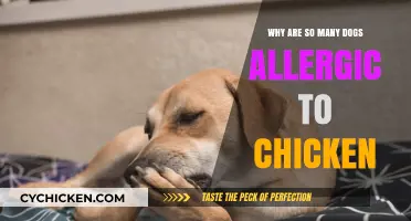 Unraveling the Mystery: Why Dogs Often Develop Chicken Allergies