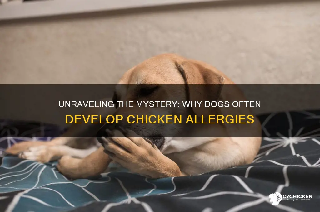 why are so many dogs allergic to chicken