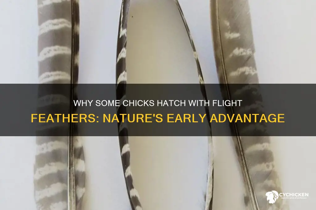 why are some chicks born with flight feathers