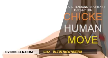 Tendons: Helping Humans Move Like Chickens