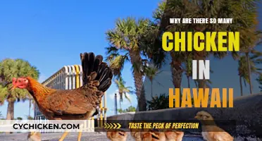 Hawaii's Clucking Mystery: Unraveling the Island's Chicken Overpopulation
