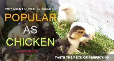 Exploring the Lack of Popularity for Domestic Ducks