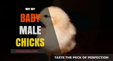 Why Baby Male Chicks Make a Great Addition to Your Flock