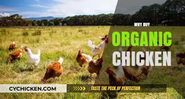 Why Organic Chicken is a Healthier, Ethical Choice for Your Family