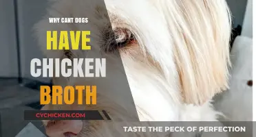 Why Chicken Broth Isn't Safe for Dogs: A Comprehensive Guide