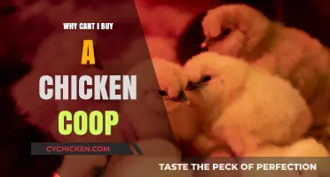 Struggling to Find a Chicken Coop? Here’s Why You Can’t Buy One