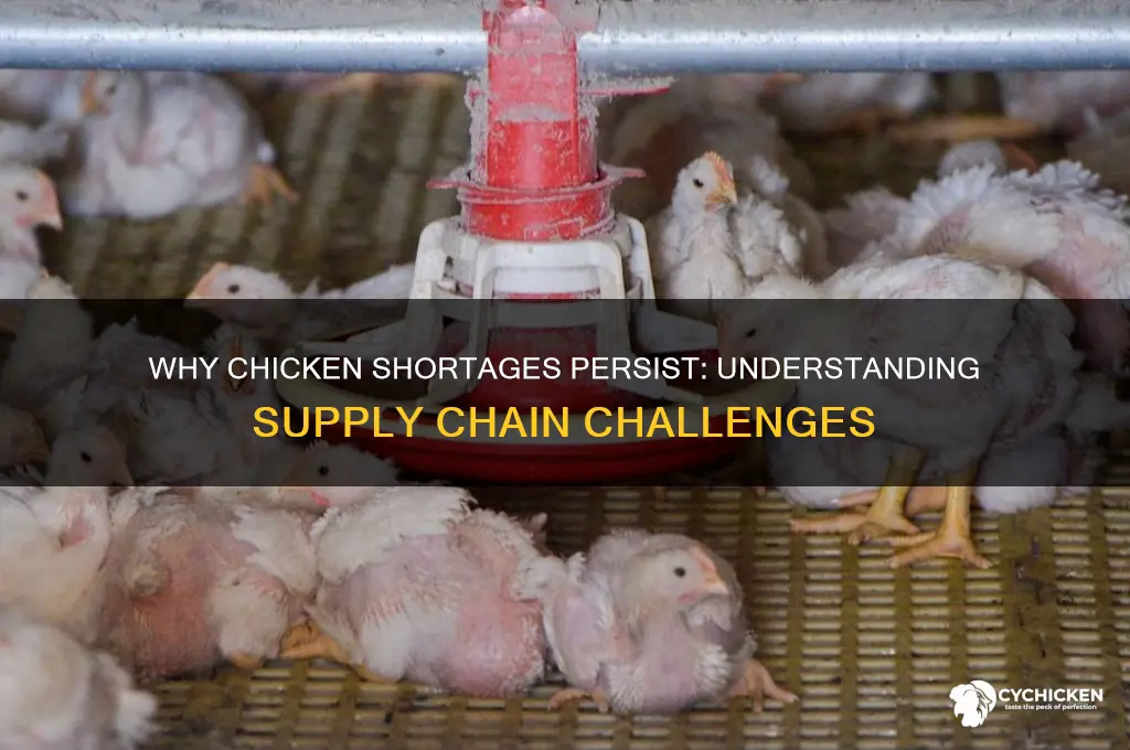 why cant i find chicken in the store