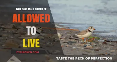 The Cruel Fate of Male Chicks: Why Can't They Live?