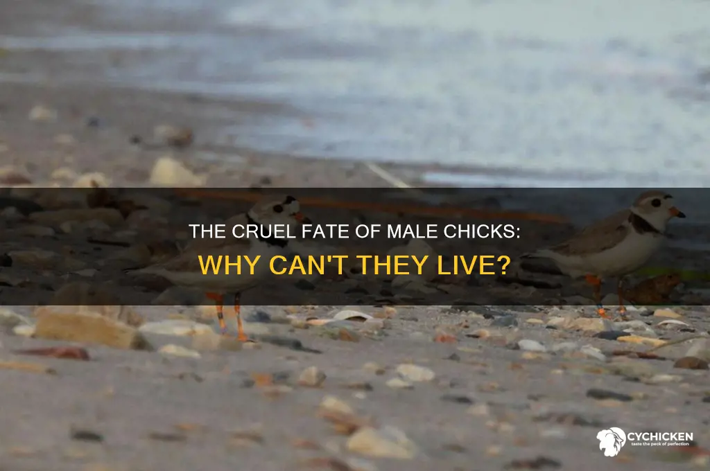 why cant male chicks be allowed to live