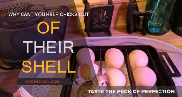 Helping Chicks Hatch: Why You Shouldn't Intervene