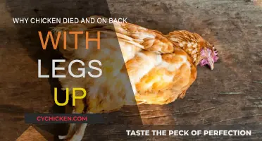 Mysterious Chicken Deaths: Why They Kick the Bucket