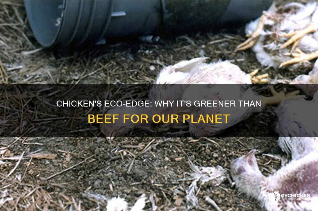 why chicken is more earth friendly than beef