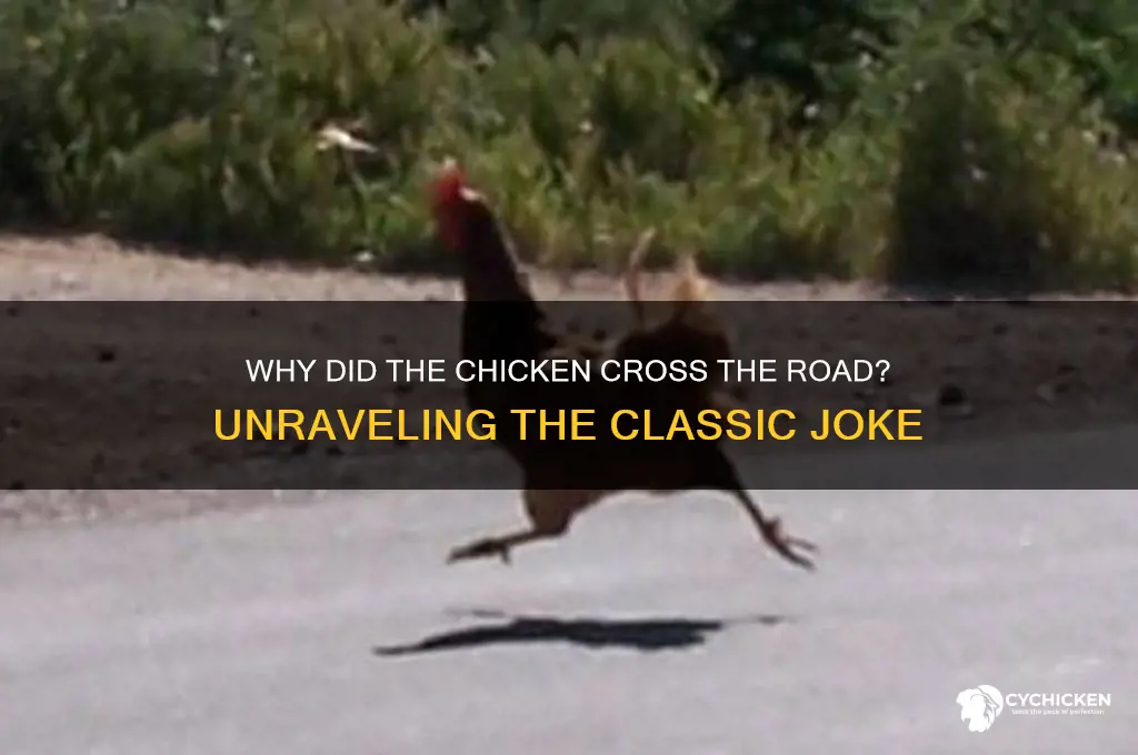 why ddi the chicken cross the road book