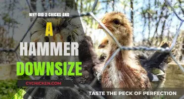 Chicks and Hammer Downsize: Unraveling the Reasons Behind the Shift